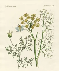 Plantas especias indígenas