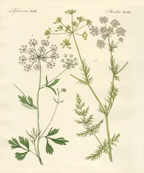 Plantas de especias indígenas