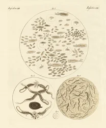 Animales de infusión
