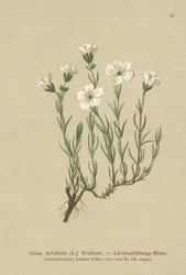 Sandwort alpino interior