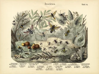 Insectos, c.1860