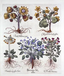 Ipheion Rolf Fiedler, estrella de primavera, caléndula de pantano, pseudo eléboro, viola tricolor y prímula, de Hortus Eystettensis, por Basil Besler, pub. 1613