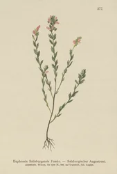 Eufrasia irlandesa (Euphrasia Salisburgensis)
