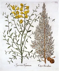 Ciprés italiano y retama española, de Hortus Eystettensis, por Basil Besler, pub. 1613