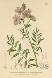 Escalera de Jacob (Polemonium coeruleum, Polemonium caeruleum)