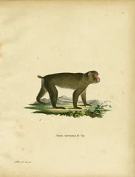 Macaco japonés