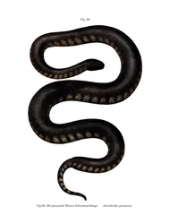 Serpiente de archivo de Java