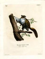 Ardilla Voladora de Java