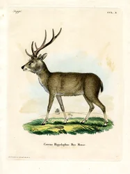 Rusa de Java