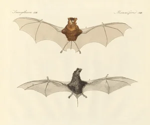 Murciélagos javaneses