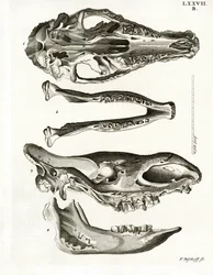 Mandíbulas