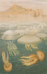 Medusa, lámina de Brehms Tierleben: Allgemeine Kunde des Tierreichs, vol.10, p.568, publicado por Bibliographisches Institut, 1893