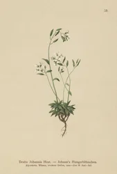 Draba de Johannis (Draba johannis)