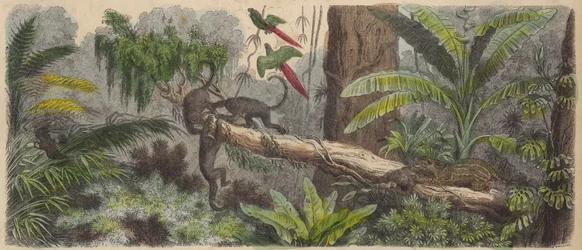 Selva en Brasil