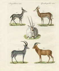 Tipos de antílopes