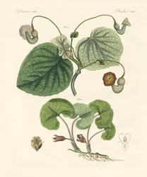 Tipos de plantas aristolochia