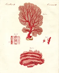 Tipos de corales