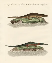 Tipos de cocodrilos