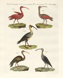 Tipos de ibis