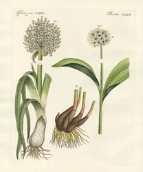 Tipos de puerro
