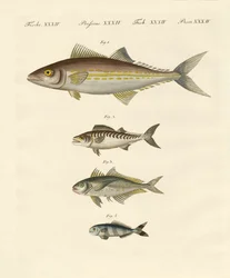 Tipos de caballas