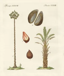 Tipos de palmeras