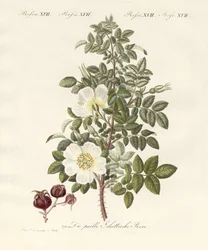Tipos de rosas