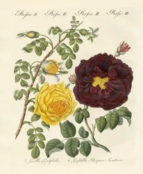 Tipos de rosas
