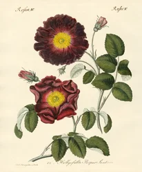 Tipos de rosas