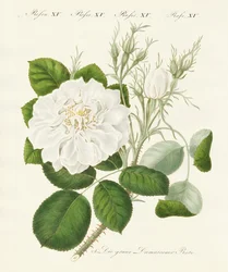 Tipos de rosas