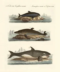 Tipos de ballenas