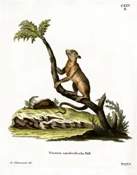 Kinkajú