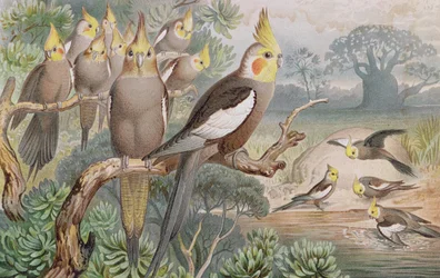 Cacatúa ninfa, lámina de Brehms Tierleben: Allgemeine Kunde des Tierreichs, vol. 5, p. 60, publicado por Bibliographisches Institut, 1892