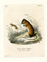 Ratón Saltador de Labrador