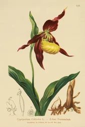 Zapatilla de Dama (Cypripedium Calceolus)