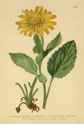 Matacabras de flores grandes (Aronicum scorpioides, Doronicum grandiflorum)