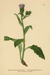 Saussurea de hojas grandes (Saussurea macrophylla, Saussurea alpina ssp. macrophylla)
