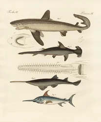 Grandes peces de presa