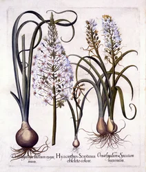Jacinto Tardío y Estrella de Belén, de Hortus Eystettensis, por Basil Besler, pub. 1613