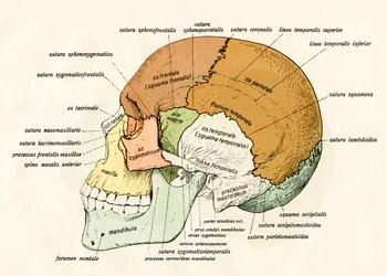 Diagrama lateral de los huesos del cráneo humano