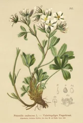 Potentilla laxa (Potentilla caulescens)