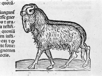 Le Aquarius - en Tratado por Johannes Angeli De Magnisconnectionibue annorum revolutionibus ac eorum pefectionibus. Augsburgo, Erhard Ratdolt