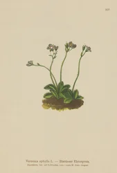 Verónica de tallo sin hojas (Veronica aphylla)