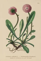 Globularia sin hojas (Globularia nudicaulis)