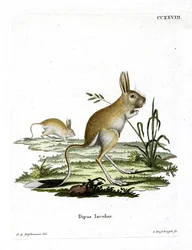 Jerbo egipcio menor