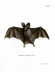 Murciélago vampiro falso menor