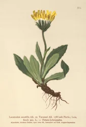 Diente de león menor (Leontodon saxatilis, Leontodon Taraxaci)