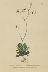 Saxífraga menor de Londres (Saxifraga cuneifolia)