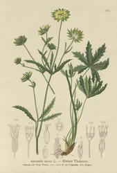 Astrancia menor (Astrantia minor)