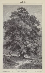 Árbol de tilo